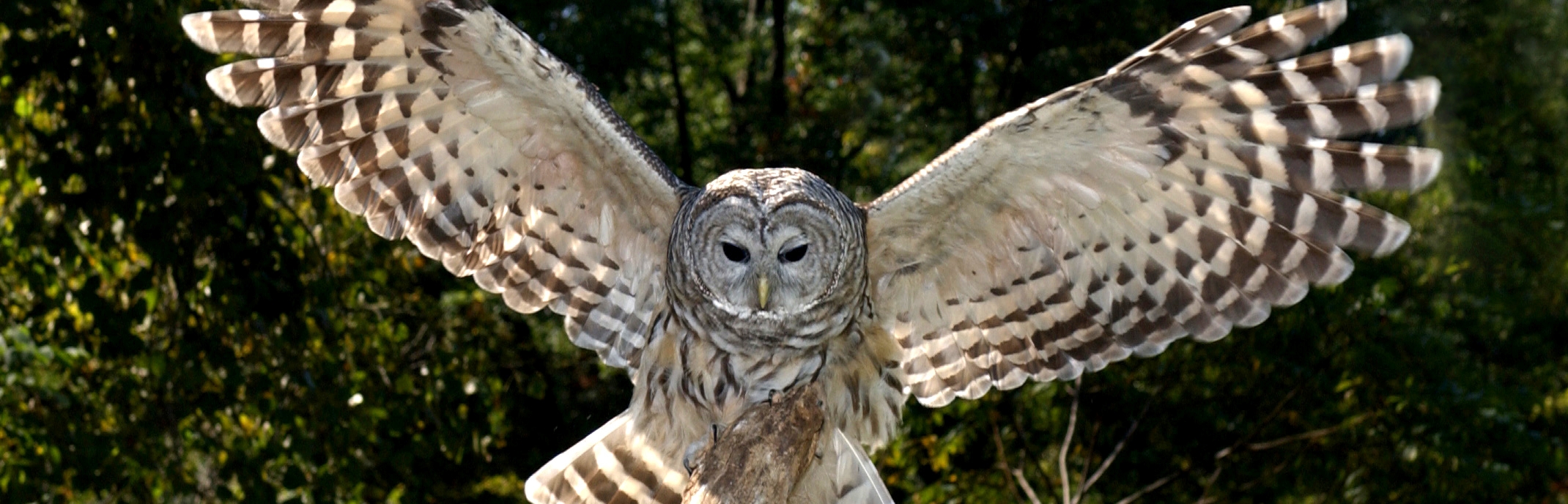 Northern Sawwhet Owl (Aegolius acadicus) Kentucky Department of Fish